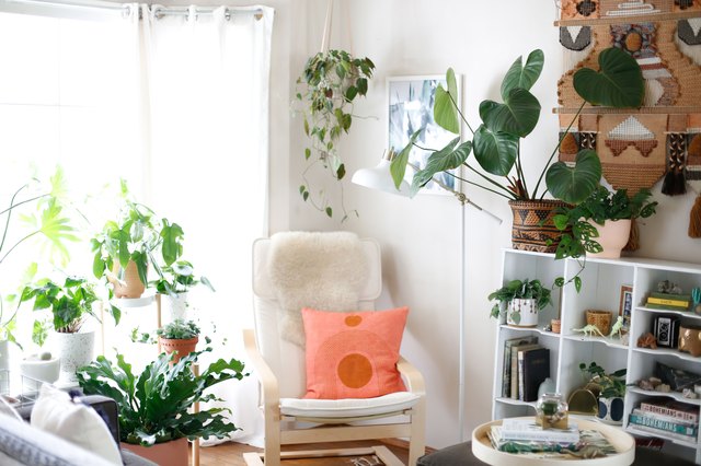 The beginner's guide to all things houseplants