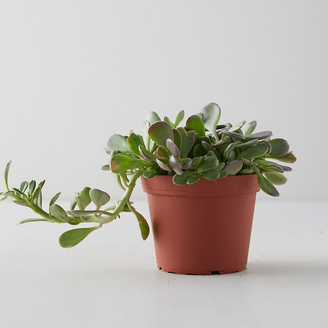 Best Houseplant to Buy in September | Hunker