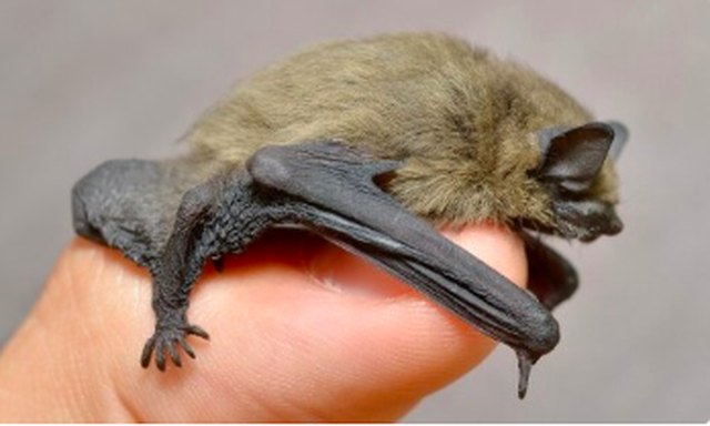 how to get rid of bats in your house hunker