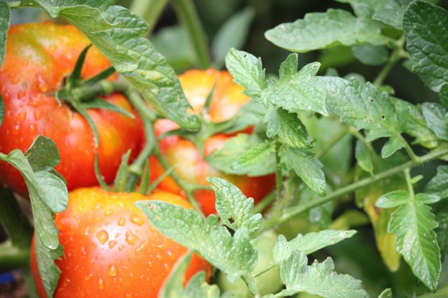 Can I Save My Tomato Plants After a Frost? | Hunker