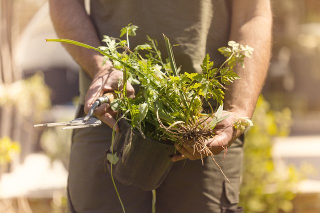 Weeding the Garden.