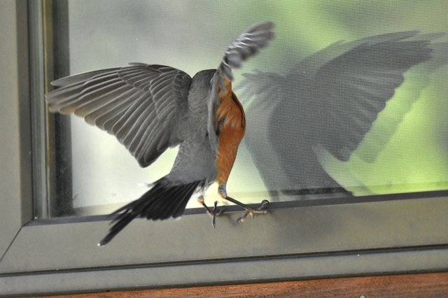 Top Tips to Stop Birds From Attacking Their Reflections