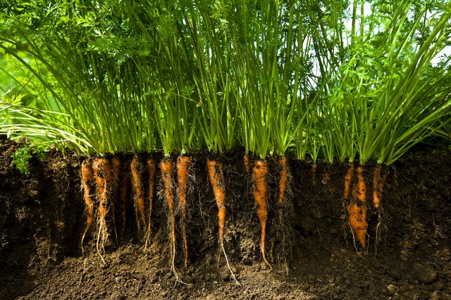 free-images-soil-radish-root-vegetable-parsnip-wild-carrot-baby