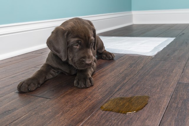 how do you get dog pee out of plywood