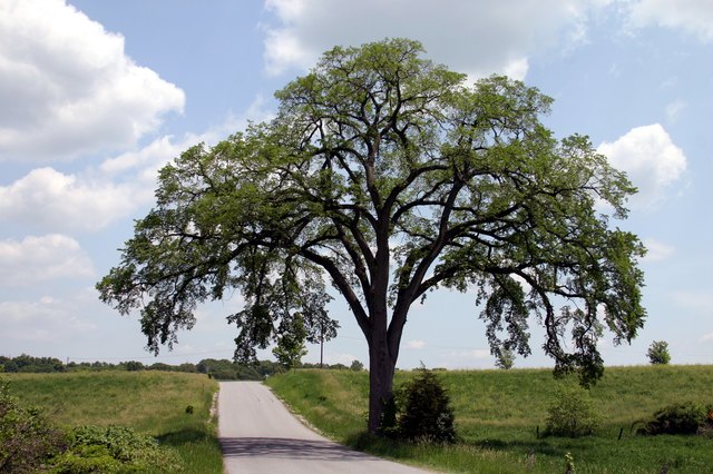 How Fast Do Elm Trees Grow? | Hunker