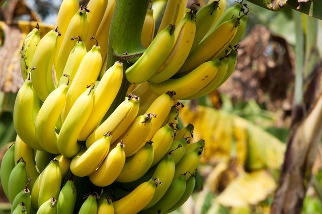 Are Banana Plants Toxic? | Hunker