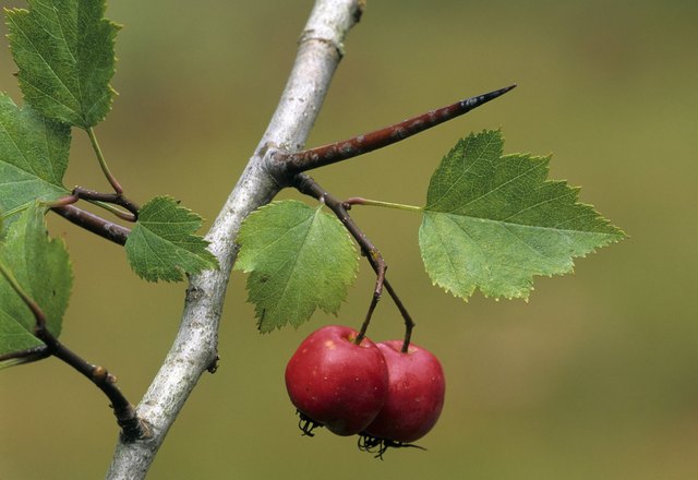 List of Prickly Shrubs | Hunker