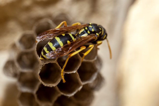 Paper Wasp Queen