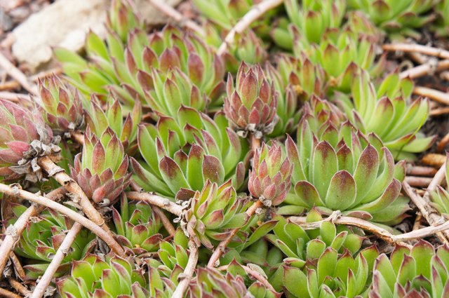 Sempervivum succulent plant on ground