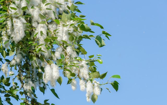 what-are-the-different-types-of-poplar-trees-hunker