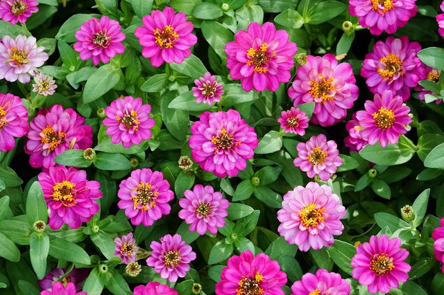 How to Care For Zinnias | Hunker