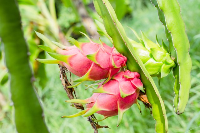 How to Water a Dragon Fruit Plant | Hunker
