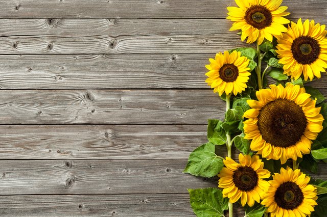 Sunflower Facts | Hunker