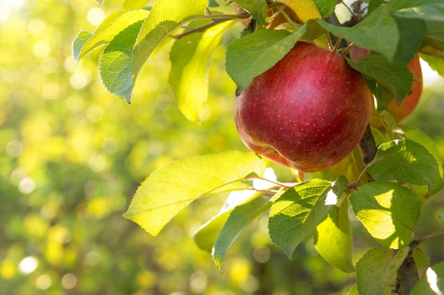 How To Plant And Care For Apple Trees