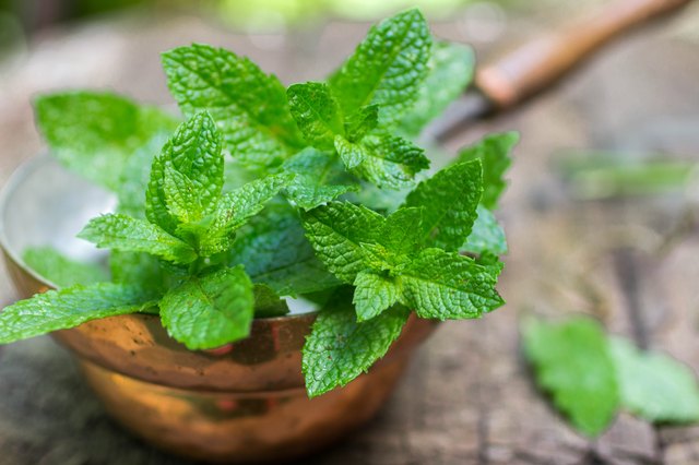 how-to-preserve-mint-leaves-hunker