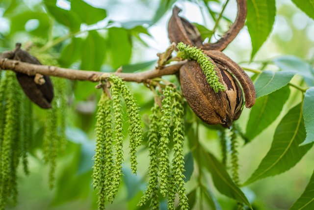 pecan-tree-facts-hunker