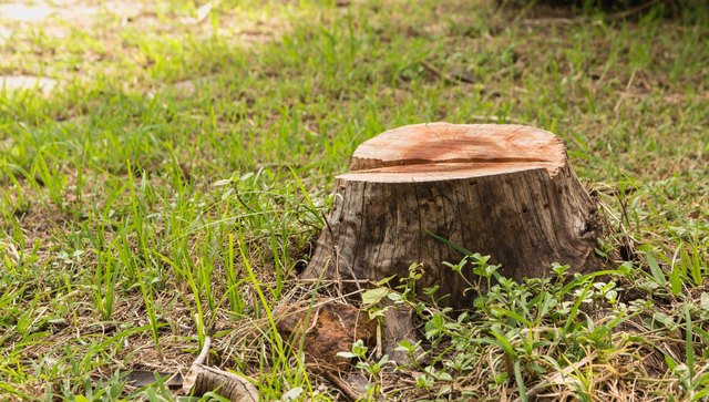 stump tree kill bleach remove