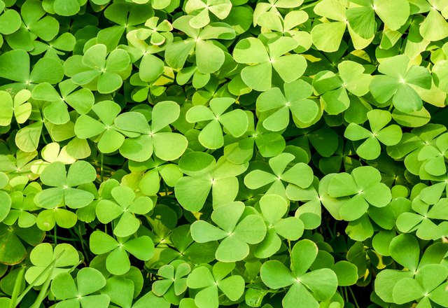 How to Kill Clovers Without Killing the Grass | Hunker