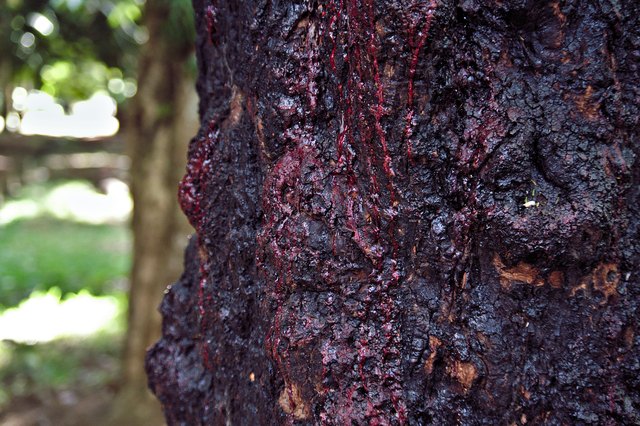 What Is a Bleeding Tree? | Hunker