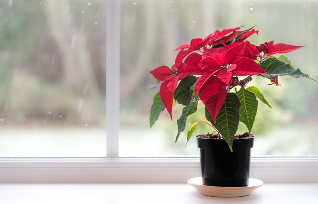 How Often Do You Water Poinsettia Plants? Hunker