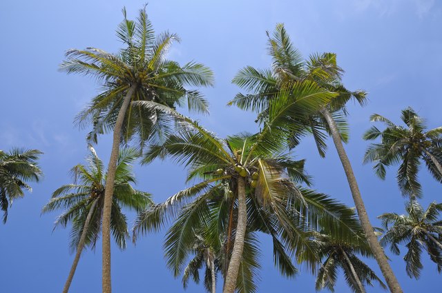 description-of-a-coconut-tree-hunker