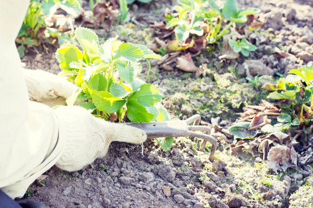 Weeding the grass in the garden