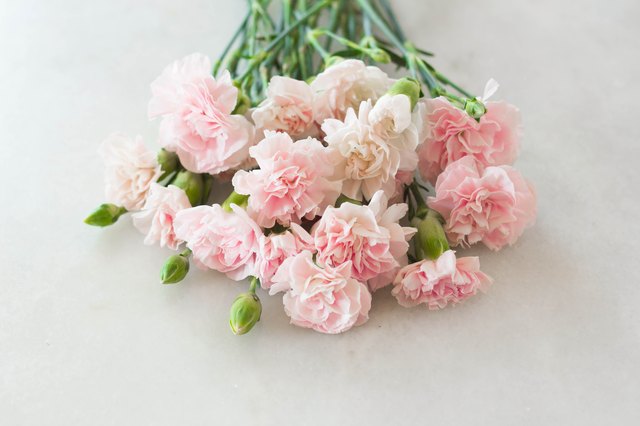 Meaning of Carnation Colors | Hunker