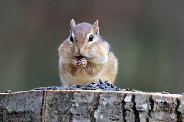 How to Get Rid of Chipmunks Using Traps or Repellants