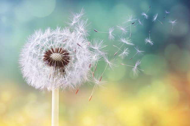 Close-up Dandelion Flowers on Dark Blue Background. Bright Floral