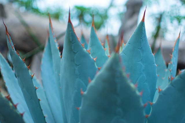 How to Care for a Blue Agave Plant | Hunker