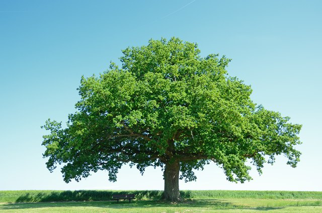 How To Identify Oak Trees Hunker