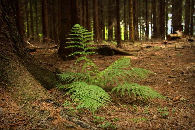 Close-Up Of Plant In Forest