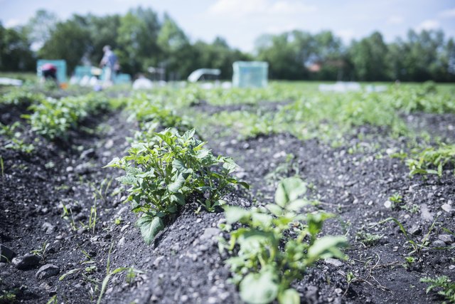 what-s-the-best-type-of-sand-for-a-vegetable-garden-hunker