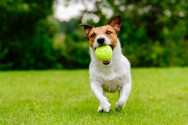 The Best Landscaping for a Yard With Dogs | Hunker