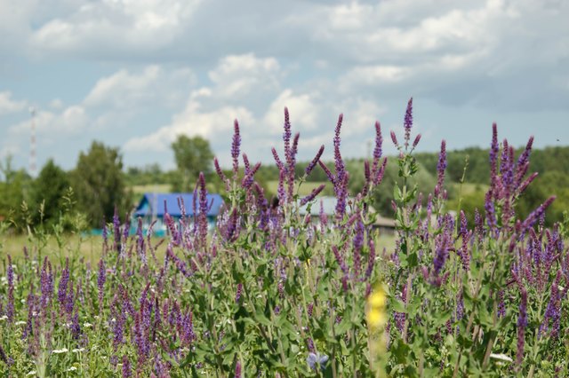 Flowering sage in a meadow. Summer day, Russia.