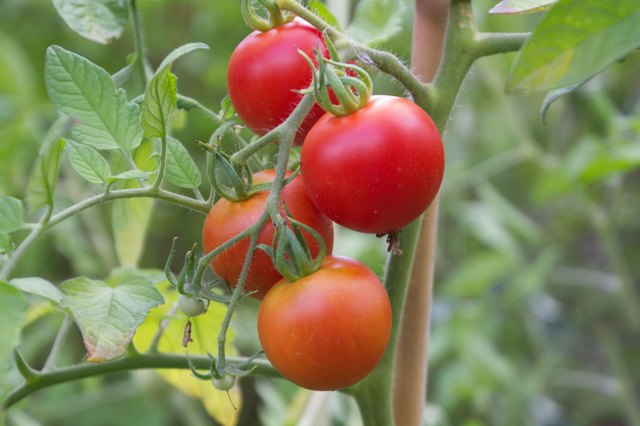 Homemade Fungicide for Tomatoes | Hunker