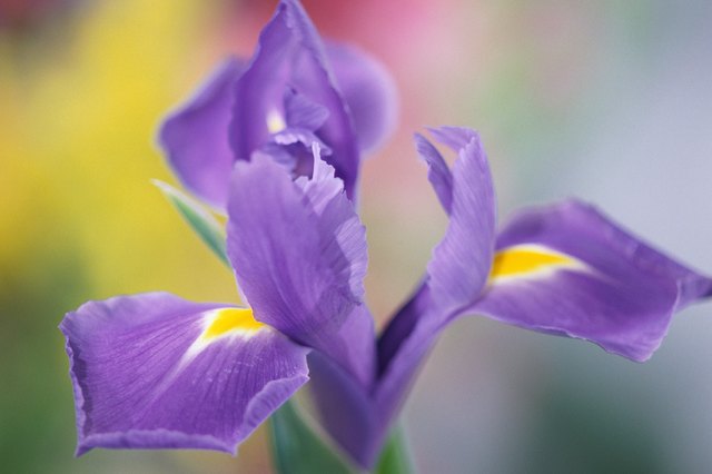 Close-up of iris