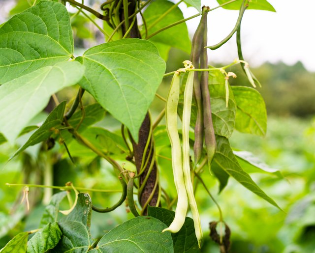 How to Grow Bush Beans | Hunker