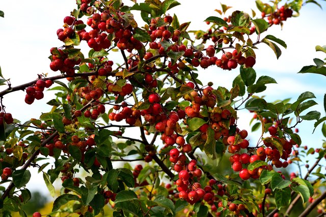 When to Harvest Crab Apples | Hunker