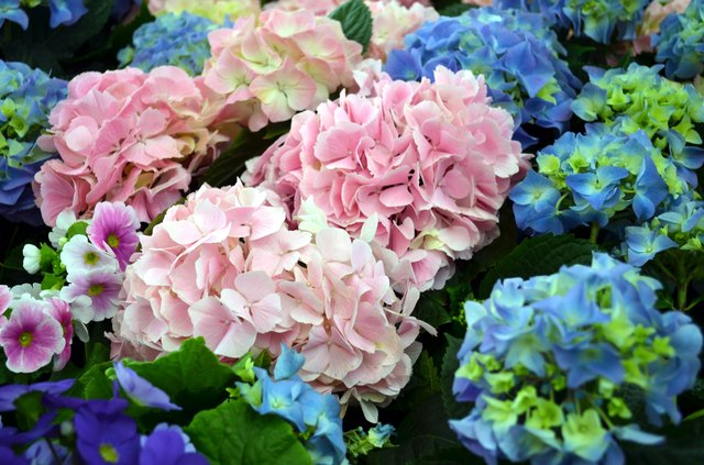 How to Care for Hydrangeas | Hunker