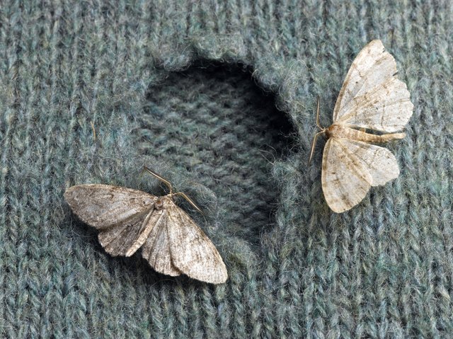 A Guide To Case-Making Clothes Moths In Quad City