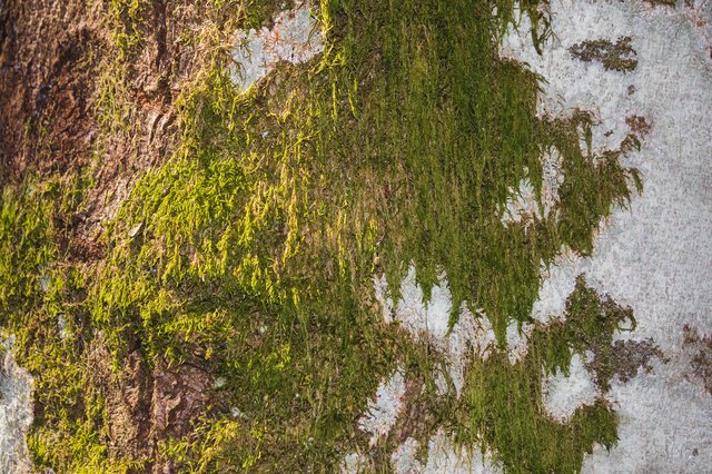 how-to-kill-moss-with-vinegar-hunker