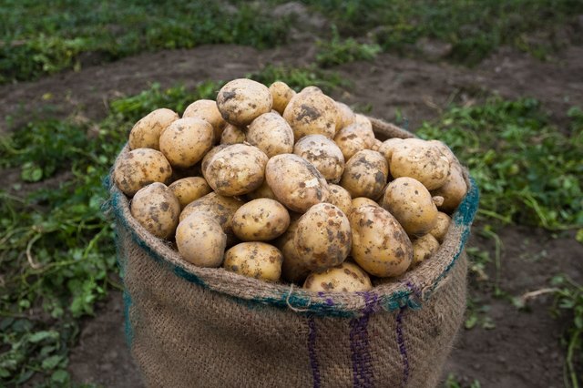 the-difference-between-tubers-root-crops-hunker