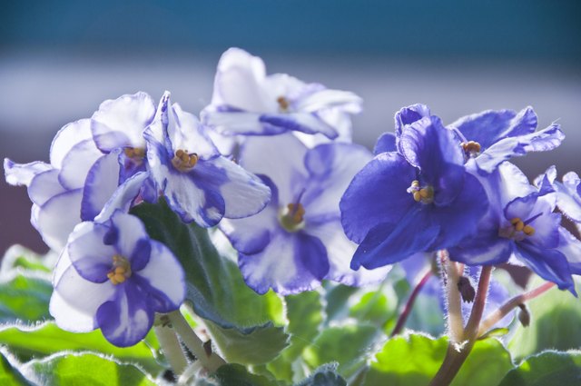 How to Care for African Violets | Hunker