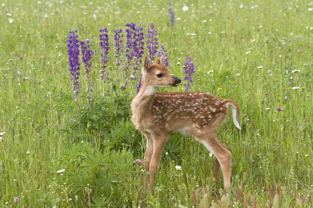 Are Daylilies Deer Resistant? | Hunker