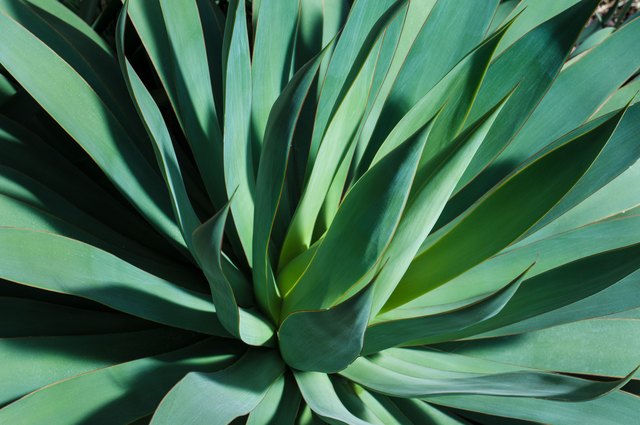 How to Propagate Agave Attenuata | Hunker