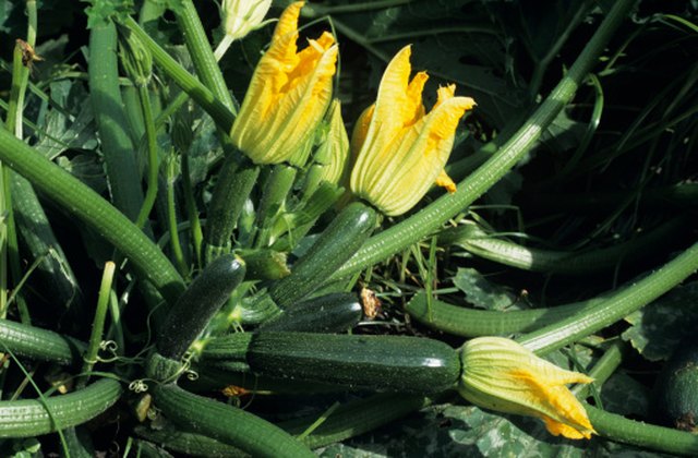 How to Distinguish Between Male &amp; Female Zucchini Flowers | Hunker