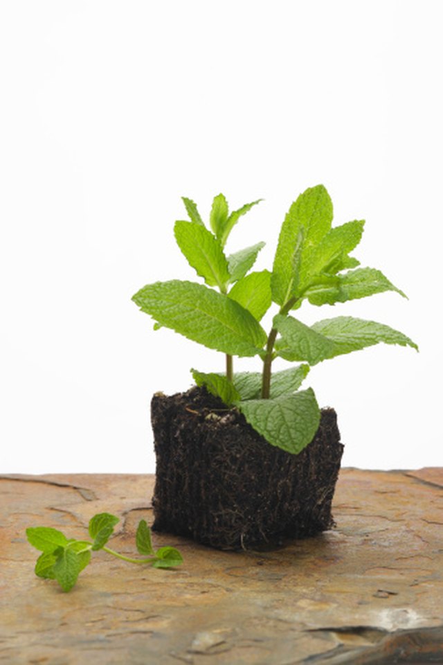 Difference Between Peppermint Extract & Mint Extract Hunker