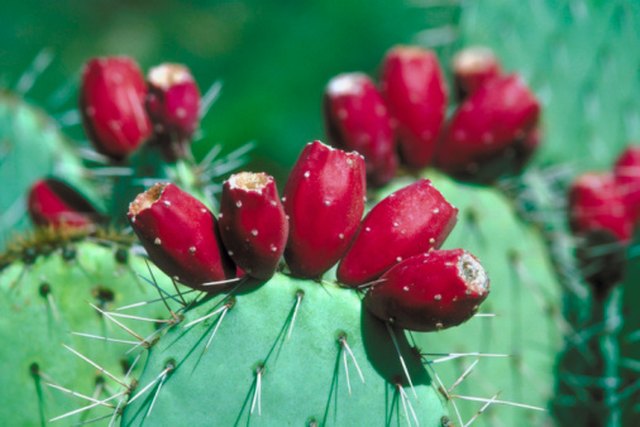 How to Remove Cactus Needles or Spines | Hunker