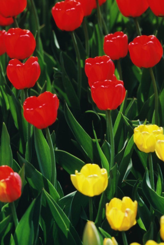  why do tulips change color